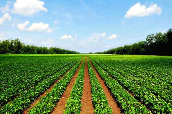 تعبیر خواب زمین کشاورزی برای دختر مجرد + معنی زمین کشاورزی برای دختر مجرد در خواب چیست