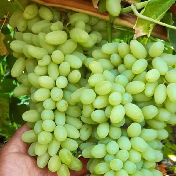 تعبیر خواب انگور سبز برای زن متاهل + معنی انگور سبز برای زن متاهل در خواب چیست