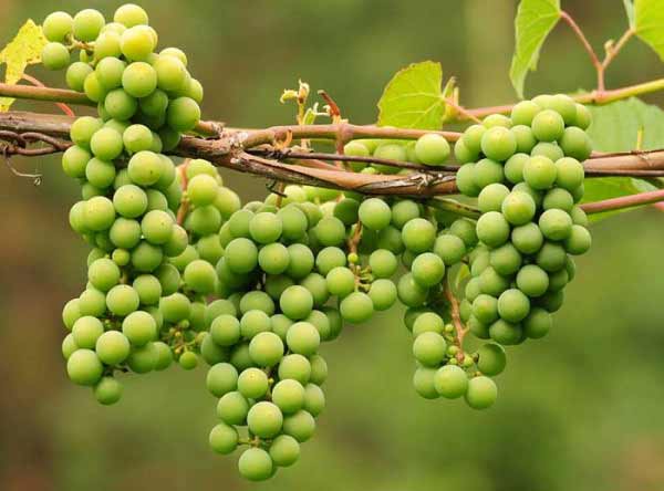 تعبیر خواب انگور سبز هدیه گرفتن + معنی انگور سبز هدیه گرفتن در خواب چیست
