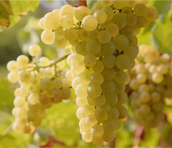 تعبیر خواب انگور سبز و زرد + معنی انگور سبز و زرد در خواب چیست