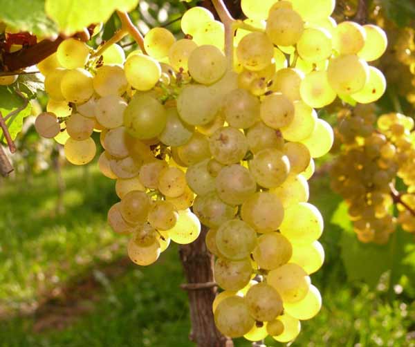 تعبیر خواب انگور زرد به مرده دادن + معنی انگور زرد به مرده دادن در خواب چیست
