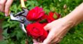 تعبیر خواب گل رز قرمز چیدن برای دختر مجرد و زن باردار و گل رز قرمز خشک شده