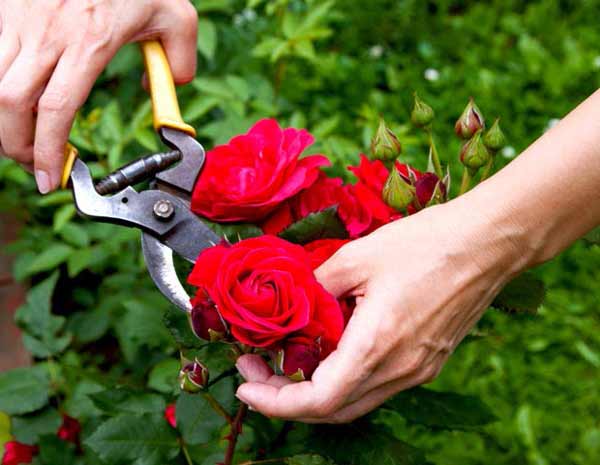 تعبیر خواب گل رز قرمز چیدن + معنی گل رز قرمز چیدن در خواب چیست