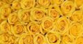 تعبیر خواب گل رز زرد برای دختر مجرد و گل رز بنفش برای دختر مجرد