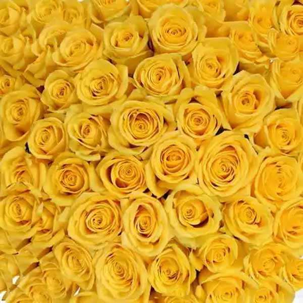 تعبیر خواب گل رز زرد + معنی گل رز زرد در خواب چیست