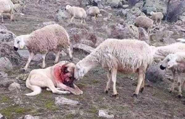 تعبیر خواب گرگ گوسفند را خورد + معنی گرگ گوسفند را خورد در خواب چیست
