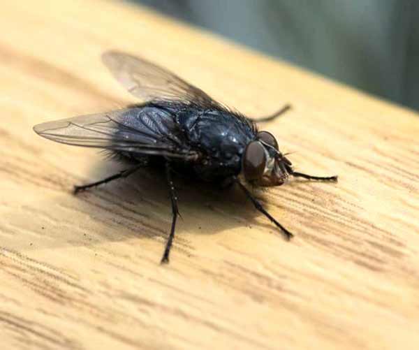 تعبیر خواب خوردن مگس + معنی خوردن مگس در خواب چیست