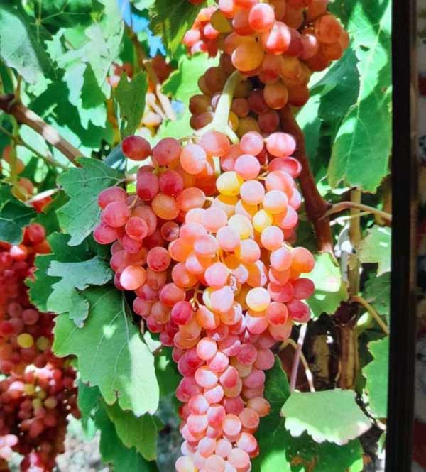 تعبیر خواب خوشه انگور + معنی خوشه انگور در خواب چیست