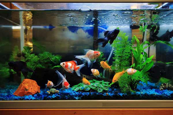 تعبیر خواب ماهی زنده در آکواریوم + معنی ماهی زنده در آکواریوم در خواب چیست
