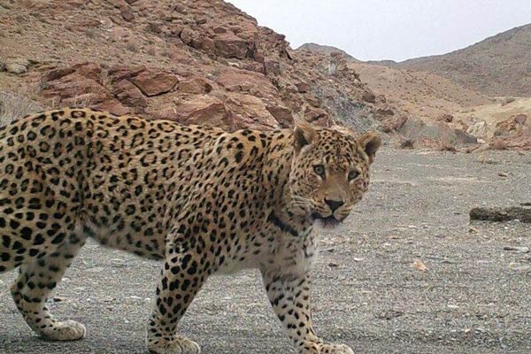 تعبیر خواب پلنگ برای دختر مجرد + معنی پلنگ در خواب دختر مجرد چیست