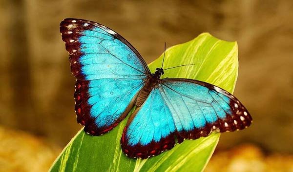 تعبیر خواب پروانه رنگی زیبا + معنی پروانه رنگی زیبا در خواب های ما چیست