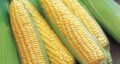 تعبیر خواب ذرت برای زن متاهل و منوچهر تهرانی و ذرت برای زن باردار جنسیت جنین