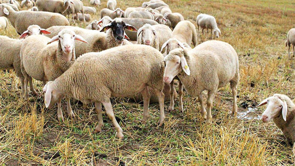 تعبیر خواب چراندن گوسفندان + معنی چراندن گوسفندان در خواب های ما چیست