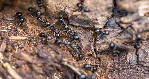 تعبیر خواب لانه مورچه و دیدن مورچه های زیاد و بزرگ روی زمین