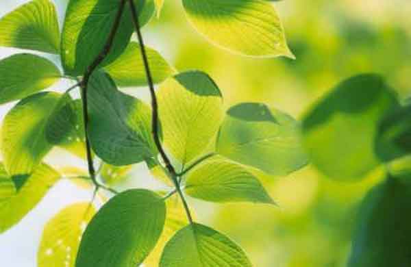 تعبیر خواب رنگ سبز حضرت یوسف تیره و روشن و یشمی در خواب زن باردار