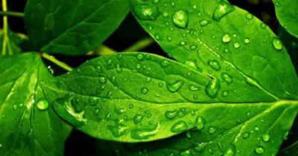 تعبیر خواب رنگ سبز یشمی روشن در جنگل و برگ درخت ها از نظر ابن سیرین